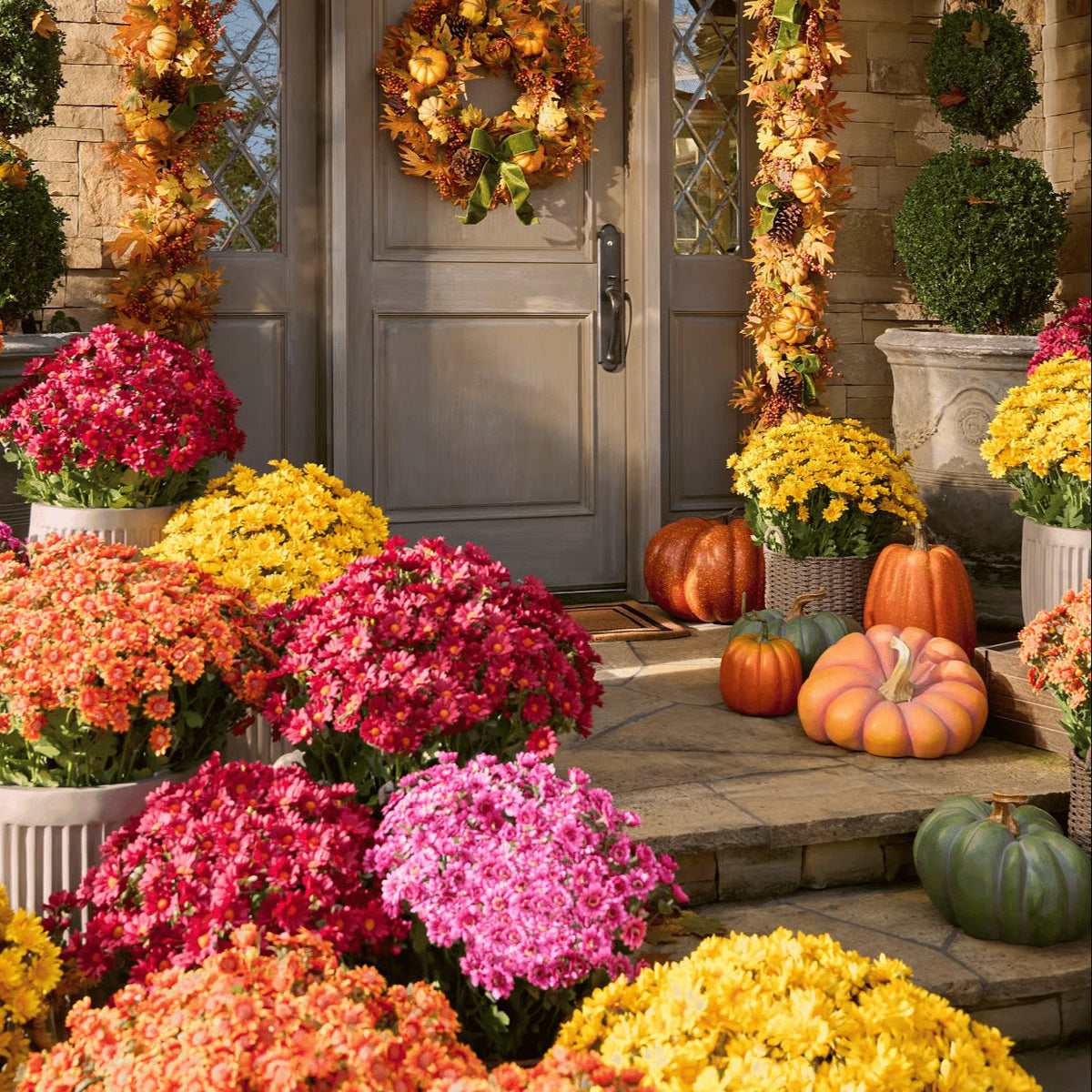 🍂 Tired of Bleak Winter Gardens? Get Pub-Standard Autumn Blooms Instantly — No Watering, No Rotting! 🌼