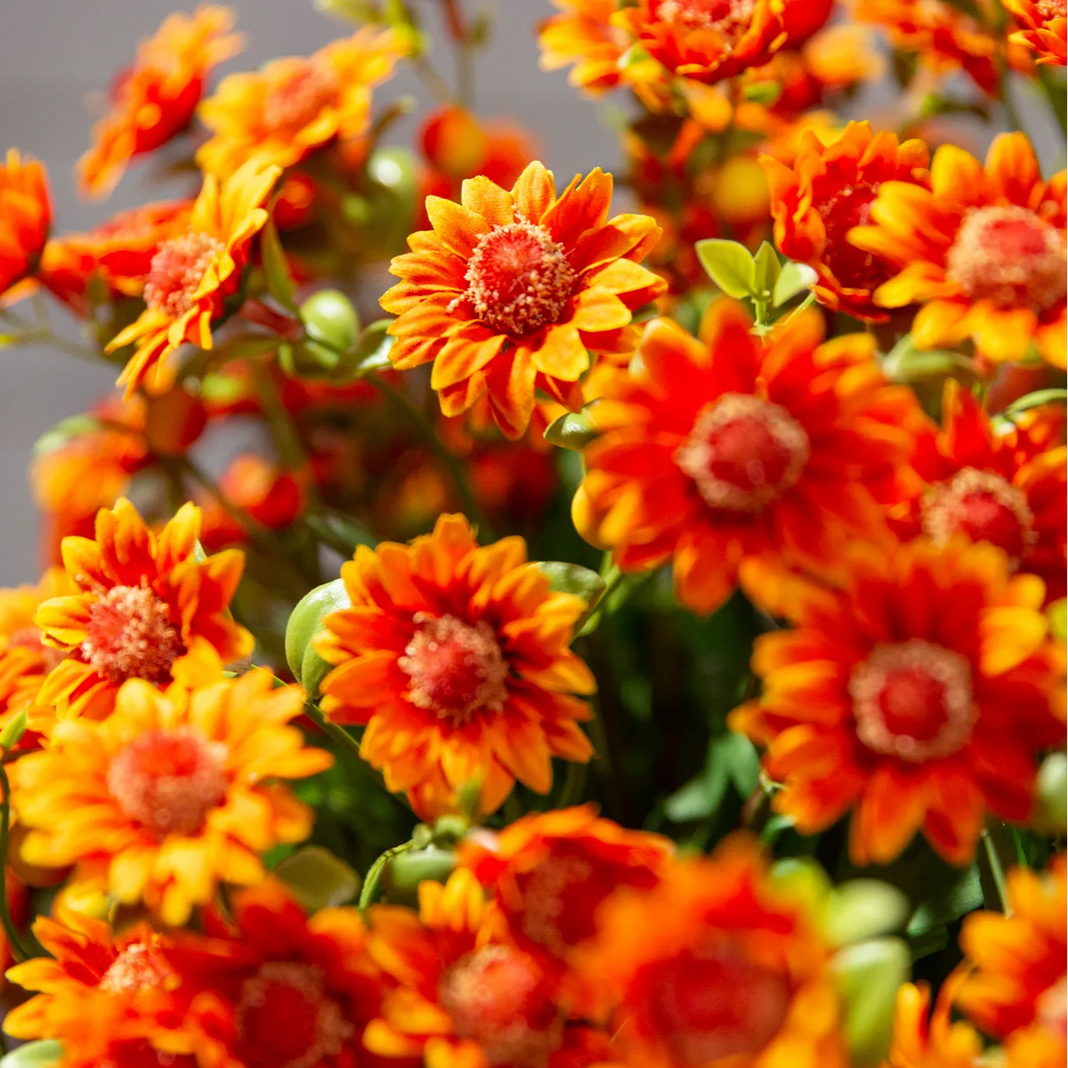 🍂 Tired of Bleak Winter Gardens? Get Pub-Standard Autumn Blooms Instantly — No Watering, No Rotting! 🌼