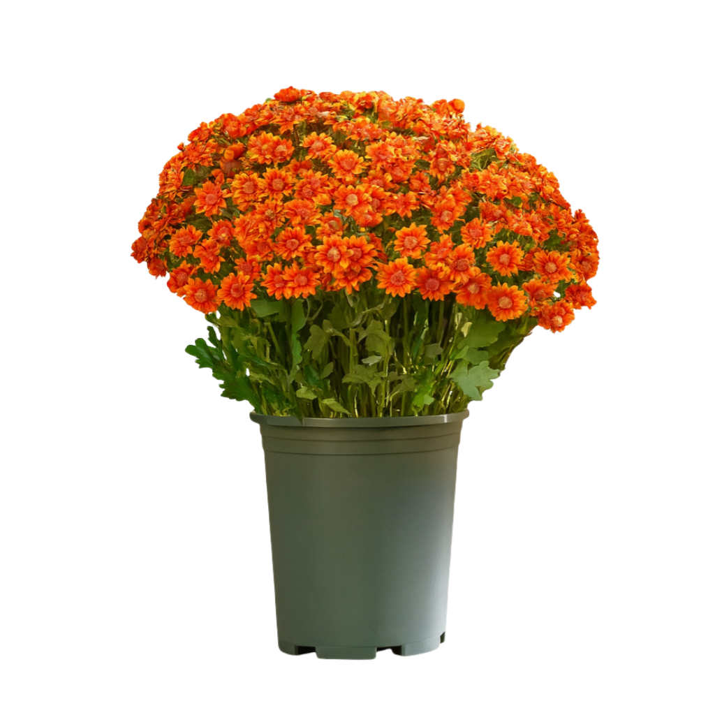 🍂 Tired of Bleak Winter Gardens? Get Pub-Standard Autumn Blooms Instantly — No Watering, No Rotting! 🌼