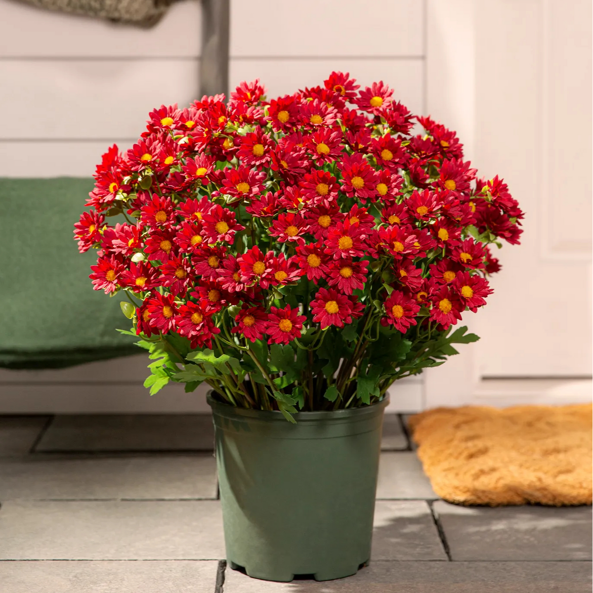 🍂 Tired of Bleak Winter Gardens? Get Pub-Standard Autumn Blooms Instantly — No Watering, No Rotting! 🌼