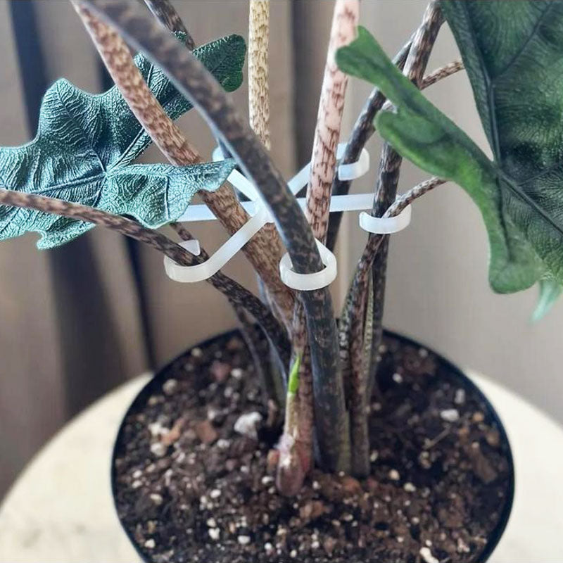🌿 Plant Stem Support (4pcs) – Elevate Your Gardening Game! 🌿