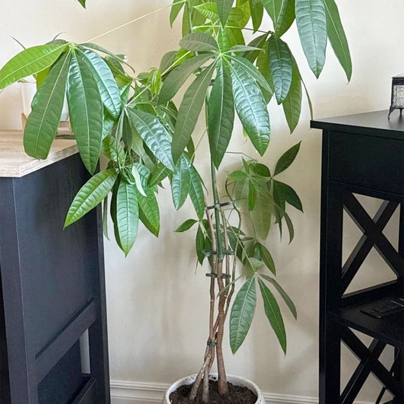 🌿 Plant Stem Support (4pcs) – Elevate Your Gardening Game! 🌿