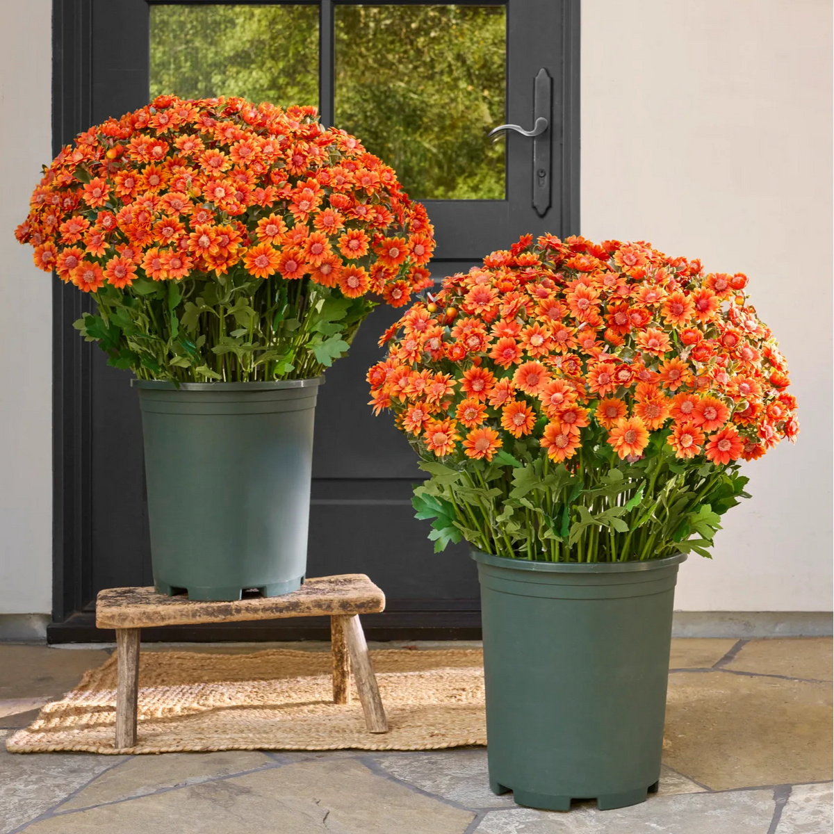 🍂 Tired of Bleak Winter Gardens? Get Pub-Standard Autumn Blooms Instantly — No Watering, No Rotting! 🌼