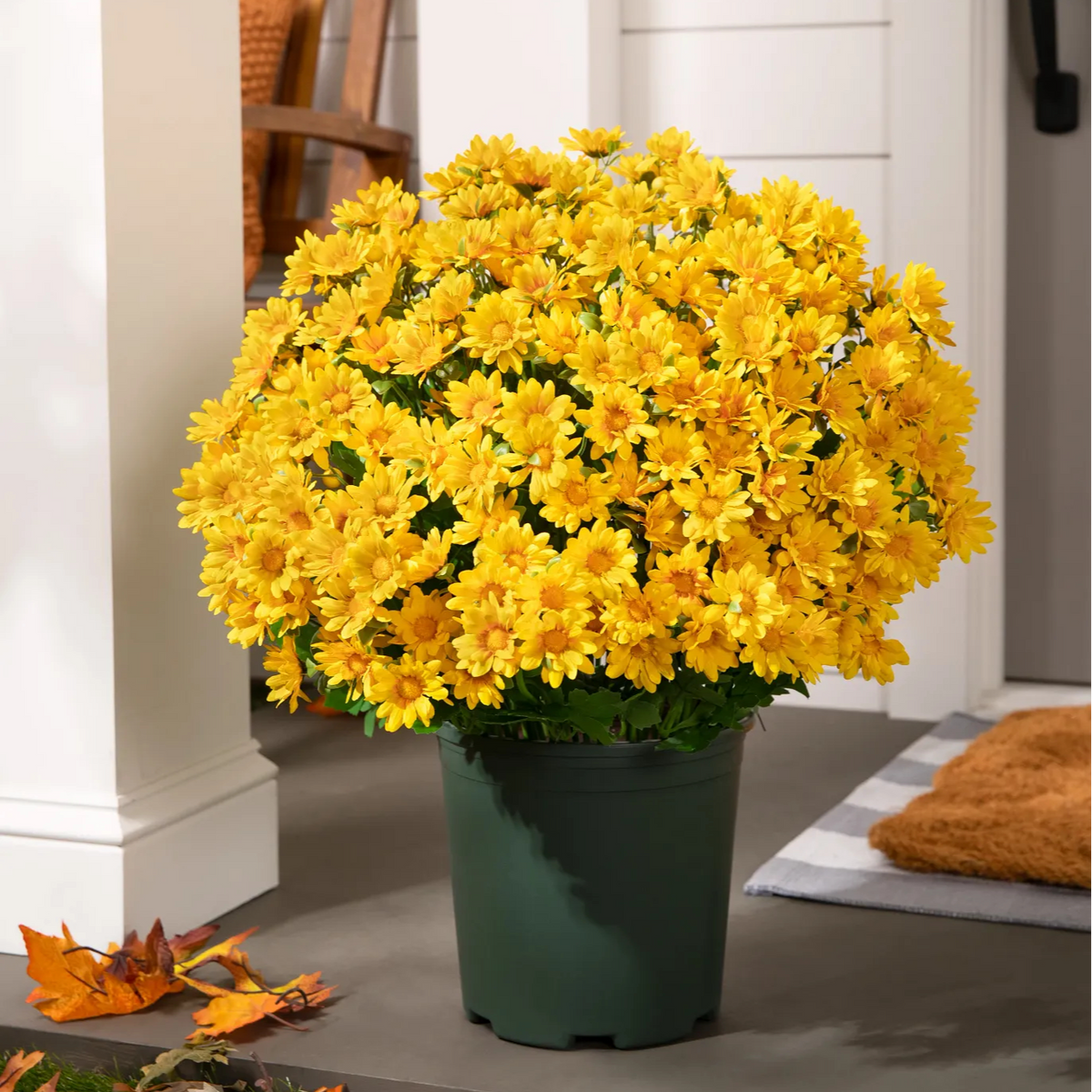 🍂 Tired of Bleak Winter Gardens? Get Pub-Standard Autumn Blooms Instantly — No Watering, No Rotting! 🌼