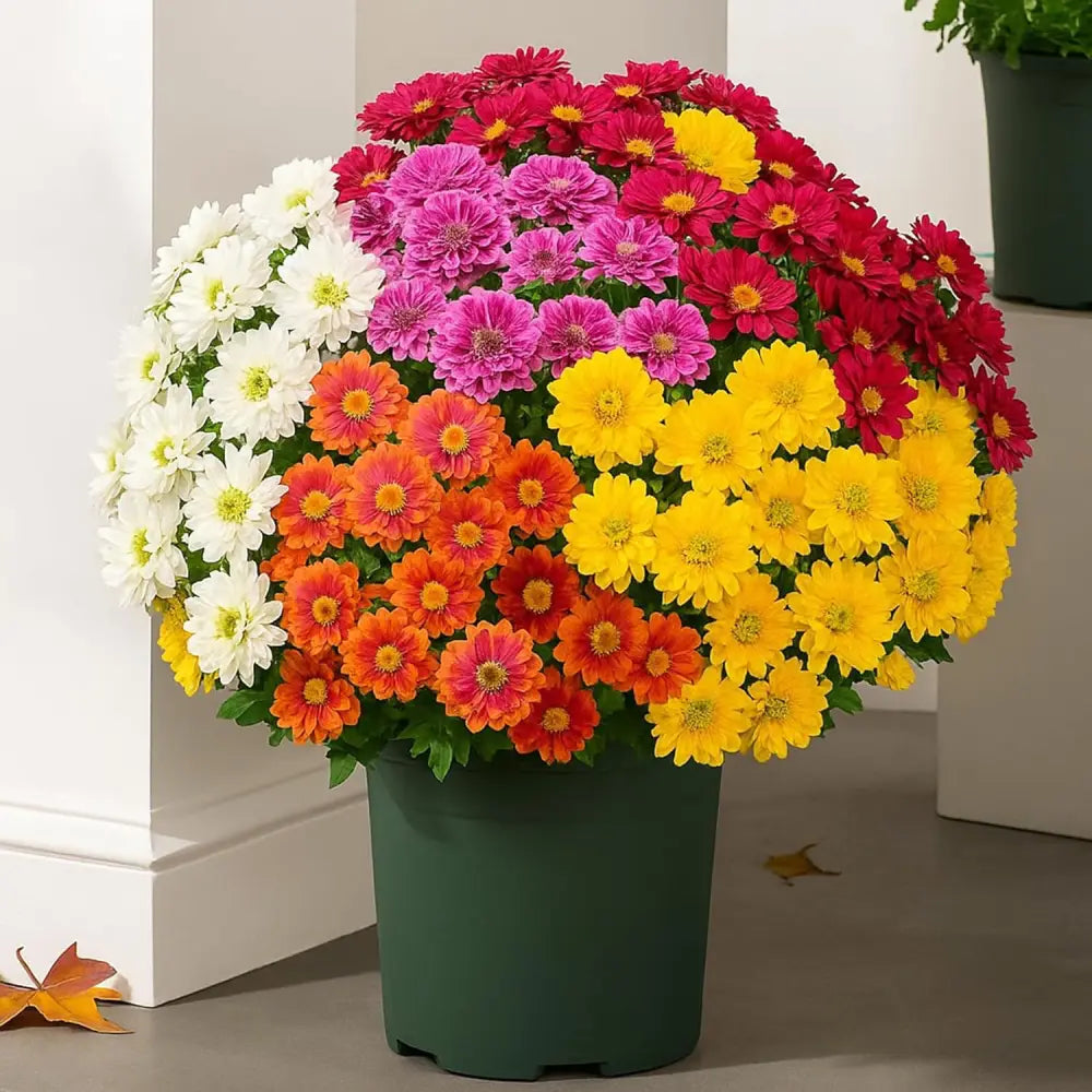 🍂 Tired of Bleak Winter Gardens? Get Pub-Standard Autumn Blooms Instantly — No Watering, No Rotting! 🌼