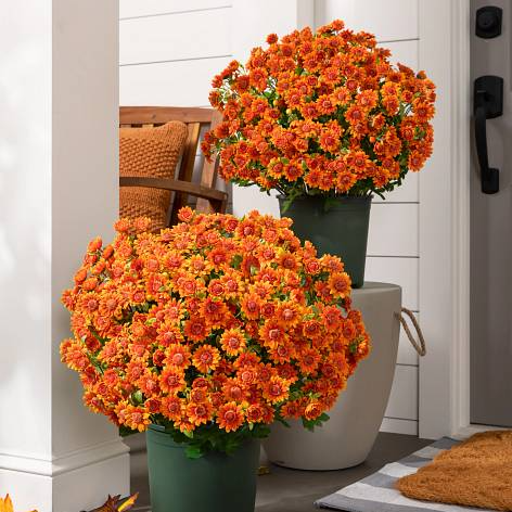 🍂 Tired of Bleak Winter Gardens? Get Pub-Standard Autumn Blooms Instantly — No Watering, No Rotting! 🌼