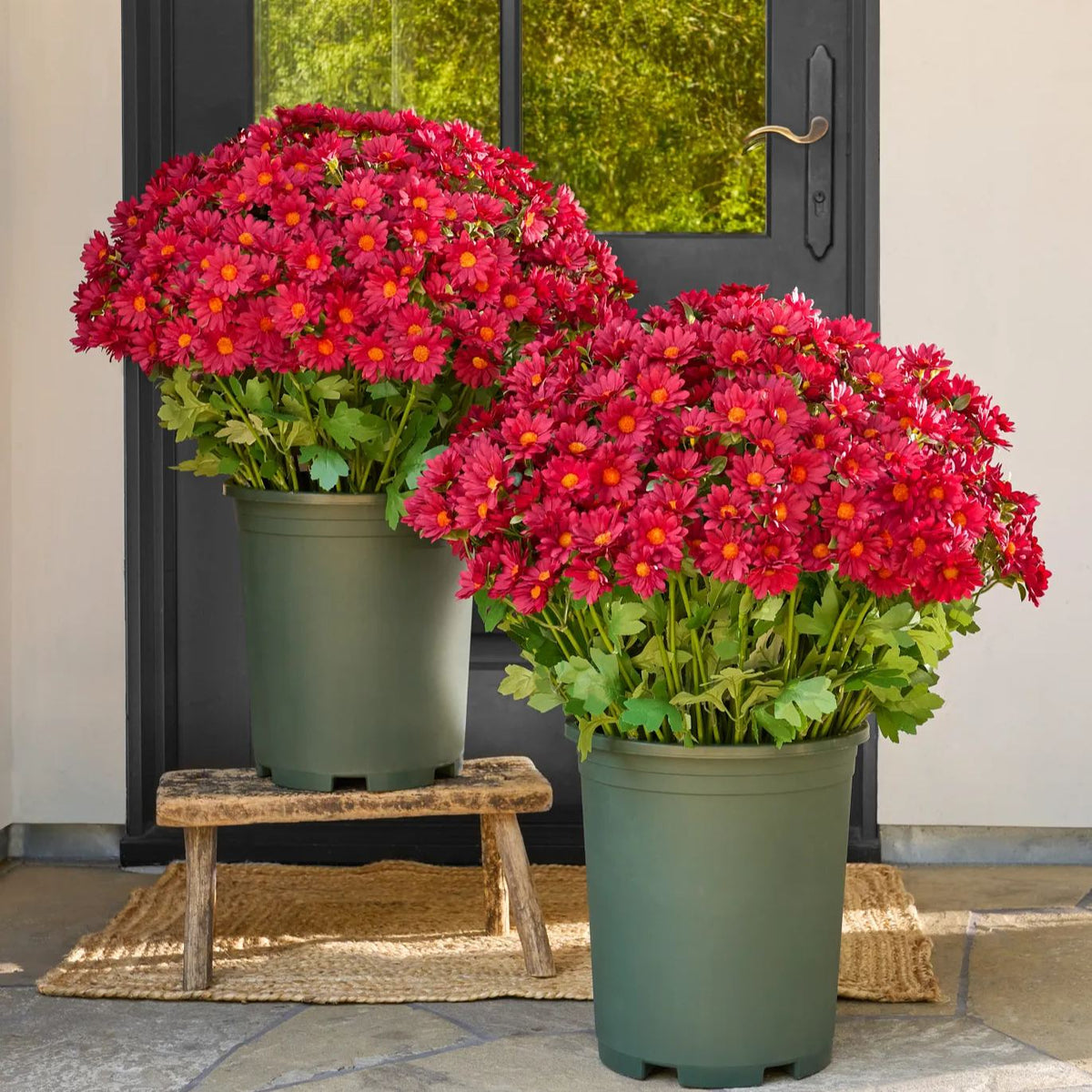 🍂 Tired of Bleak Winter Gardens? Get Pub-Standard Autumn Blooms Instantly — No Watering, No Rotting! 🌼