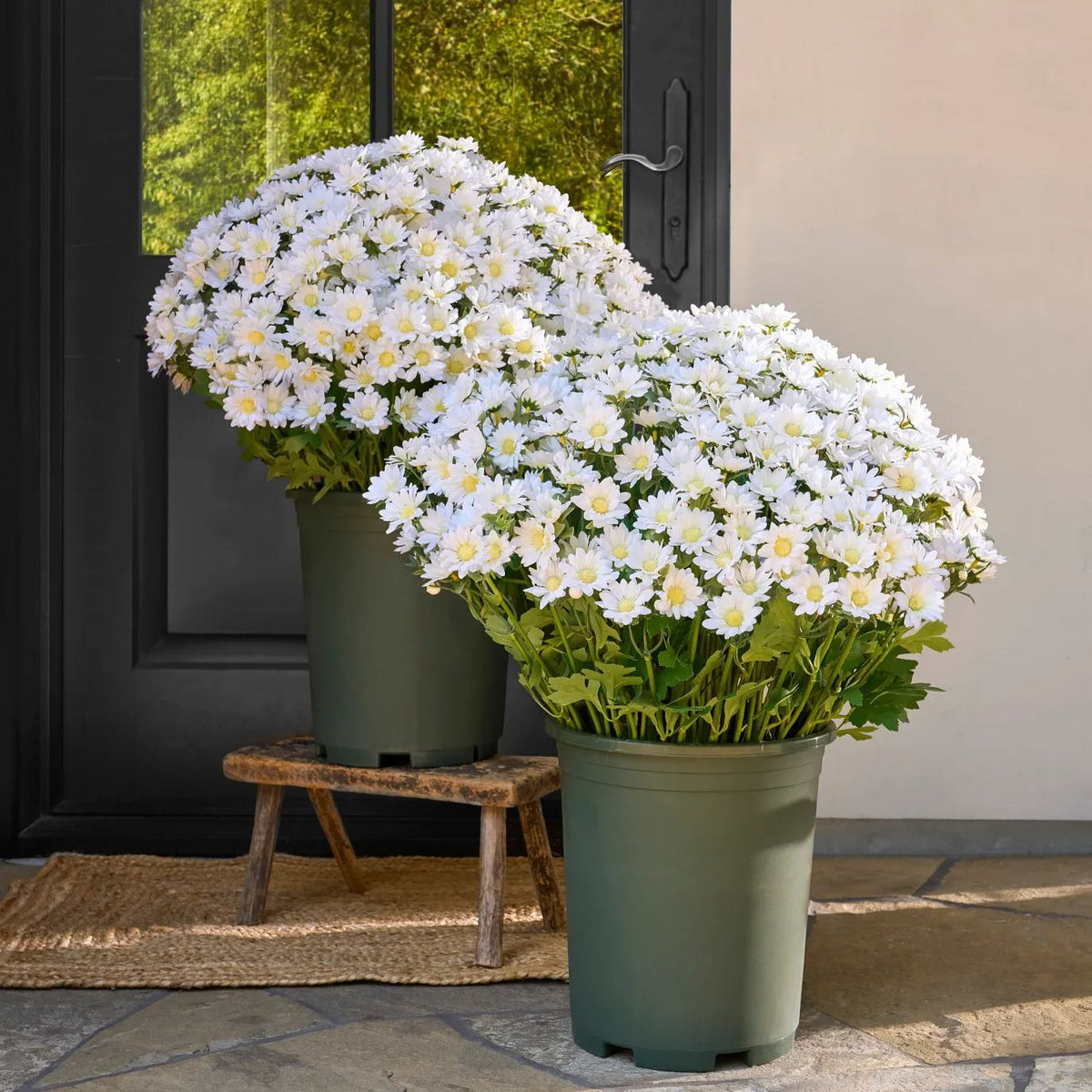 🍂 Tired of Bleak Winter Gardens? Get Pub-Standard Autumn Blooms Instantly — No Watering, No Rotting! 🌼