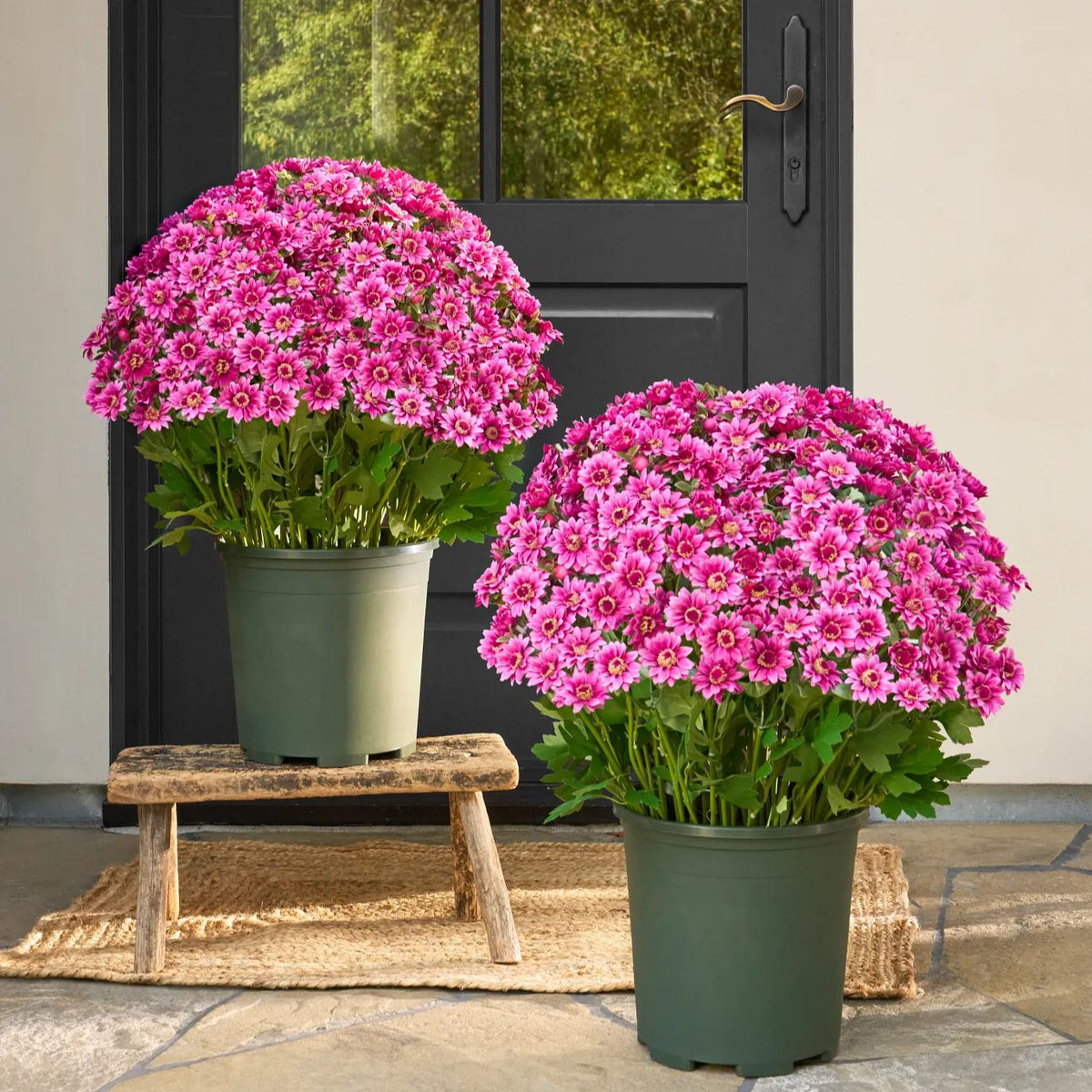 🍂 Tired of Bleak Winter Gardens? Get Pub-Standard Autumn Blooms Instantly — No Watering, No Rotting! 🌼