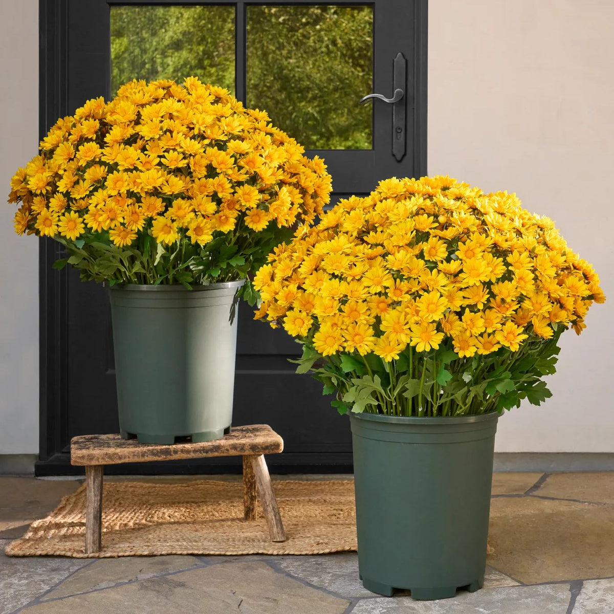 🍂 Tired of Bleak Winter Gardens? Get Pub-Standard Autumn Blooms Instantly — No Watering, No Rotting! 🌼